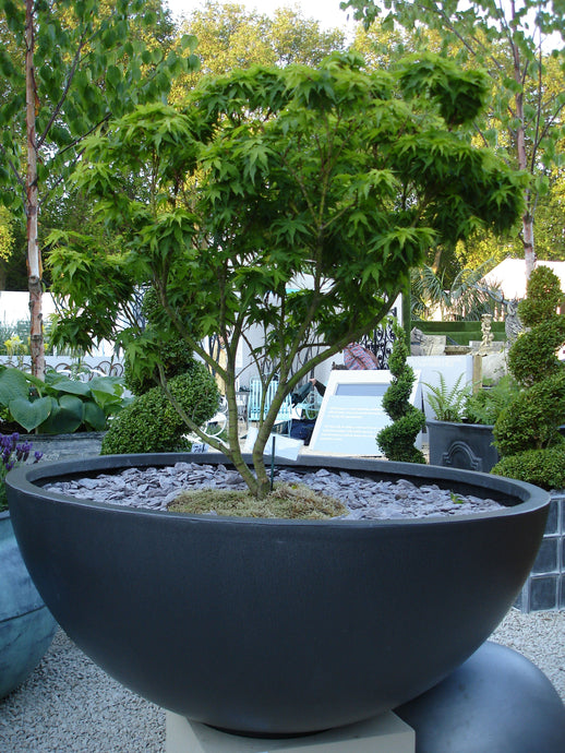 Meet the Large Bowl Planter: A Stylish and Practical Choice for Any Space