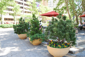 Terracotta Large Bowl Planters