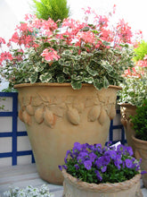 Load image into Gallery viewer, Citrus Planter Terracotta