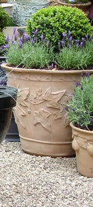 Ivy Terracotta Planter