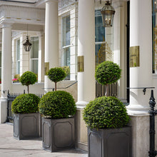 Load image into Gallery viewer, Traditional faux lead Topiary Planters