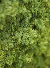 Load image into Gallery viewer, reindeer moss artificial living wall